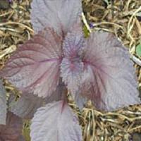 Perilla Seed Oil