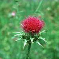 Milk  Thistle  Extract