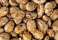 Castor Seeds