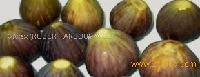 IQf Violet Figs