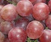  Red   globe  grape