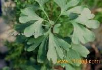 Ginkgo Biloba Extract 24%/6%/<1ppm