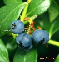  Blueberry   Extract   Juice  Concentrate