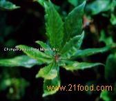Gymnema Silvestre Extract Gymnemic Acids