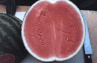 Frozen Fresh fruit pulp and vegetables