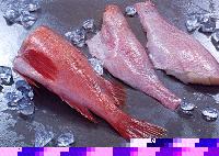  Frozen   Redfish   Fillets 