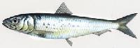 Anchovies(Peruvian)