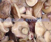SUILLUS GRANULATUS IN BRINE
