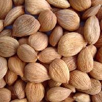  BITTER   APRICOT   KERNELS 