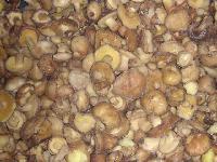 IQF SUILLUS GRANULATUS