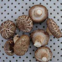 FRESH FLOWER SHIITAKE