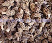 IQF MORELS