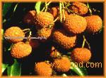 litchi