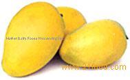 Mango Alphonso