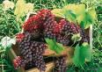 High quality  Red  Grape  juice   concentrate 