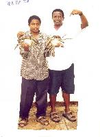 Live Mud Crabs