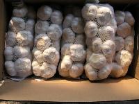 pure white garlic