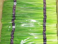 sell garlic sprouts