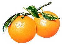  canend   fruit 