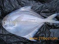 Frozen  Silver   Pomfret  ( Silver  & Black )