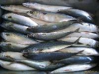 Frozen Pacific Mackerel