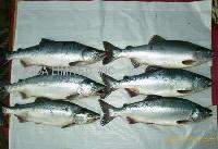 Frozen   Pink   Salmon 
