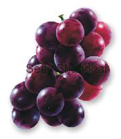 Fresh Grape