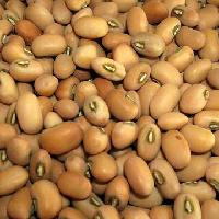 Cowpea