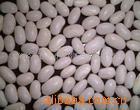 Japan White kidney bean