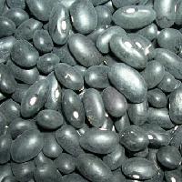 Small black kidney bean