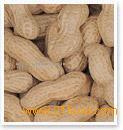 raw peanuts