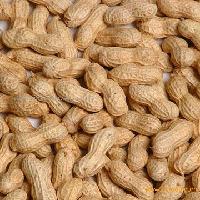 roast peanut in  shell 