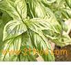 Concentrated Herb Essences