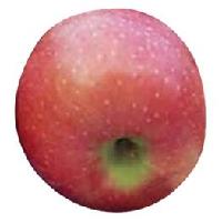 New Red Star Apple