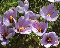  Saffron 