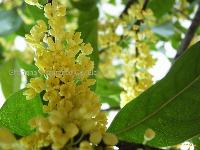 osmanthus concrete/ absolute