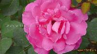 Rose concrete/absolute