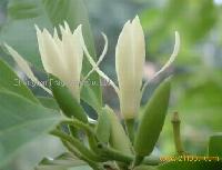 Michelia alba oil