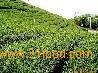  Green   Tea   Plant   Extract 