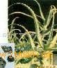 Aloe Vera Plant Extract