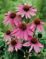  Echinacea  Purpurea Plant  Extract 