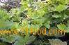 Pueraria Plant Extract
