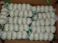 Normal white  garlic 
