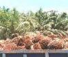Crude  Palm  Oil