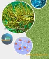carrageenan