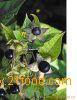 Belladonna  Liquid   Extract (or Belladonnae  Extract )