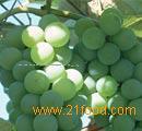 Grape Seed P.E.