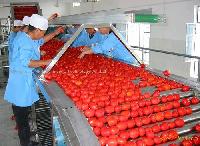Tomato  paste  machine