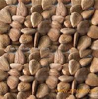 Apricot Kernel