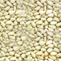 Pine Nut